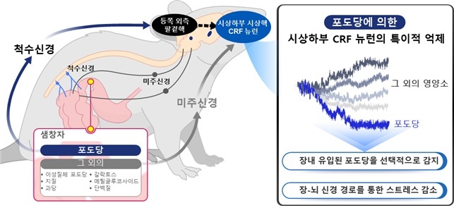 척수신경을 통해 전달되는 포도당 감지 신호 ⓒKAIST 제공