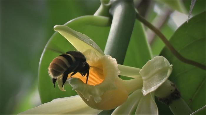 바닐라향 원료가 되는 바닐라 폼파나(Vanilla pompona) 꽃과 꽃가루받이 곤충인 줄무늬말벌꿀벌(Eulaema cingulata) ⓒCharlotte Watteyn 제공
