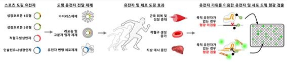 유전자 도핑 약물 종류와 유전자 가위를 이용한 검출 방법 ⓒKIST 제공