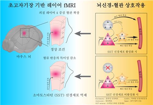 연구 모식도 ⓒIBS 제공