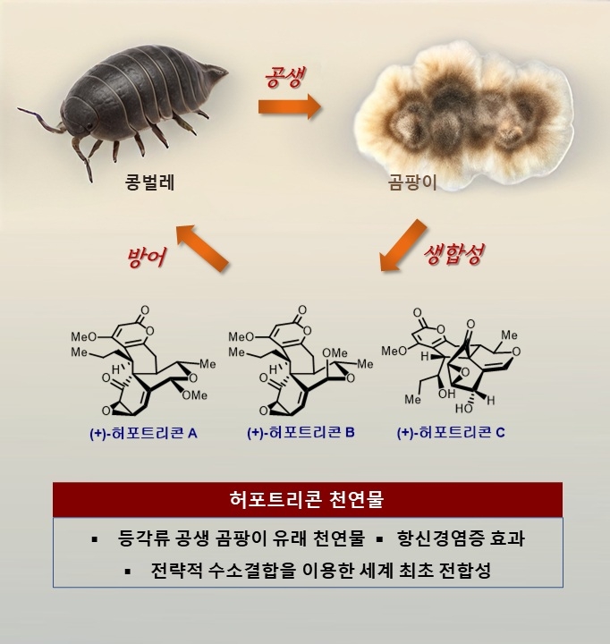 연구 모식도 ⓒKAIST 제공
