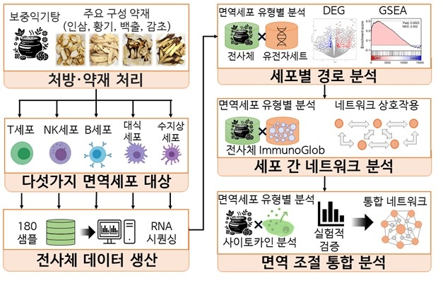 보중익기탕의 면역 경로 촉진 효과 ⓒ한국한의학연구원 제공