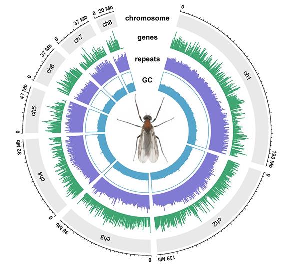 러브버그(Plecia longiforceps)의 염색체별 유전자 분포(초록색), 반복 서열(보라색), GC 함량(파란색)을 시각화한 지도 ⒸGBE