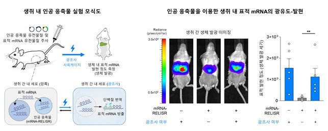 빛 쪼여 원할 때만 유전정보 '쏙'…KAIST, 릴리저 기술 개발