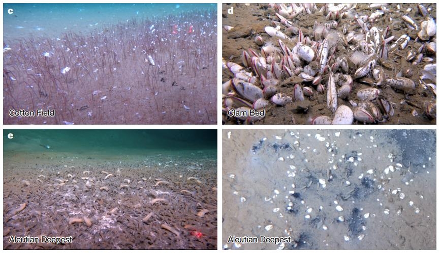 해저 5천800~9천533m에서 발견된 튜브웜과 연체동물 군집 ⓒInstitute of Deep-sea Science and Engineering, CAS (IDSSE, CAS) 제공