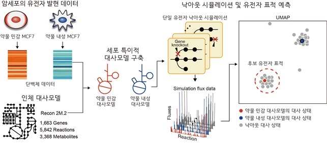 항암제에 민감하게 만드는 유전자 예측 대사 네트워크 모델 모식도 ⓒKAIST 제공