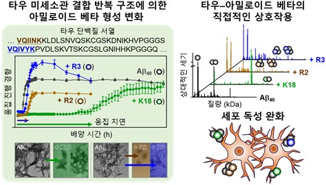 타우 미세소관 결합 부위와 아밀로이드 베타와의 상호작용 ⓒKAIST 제공