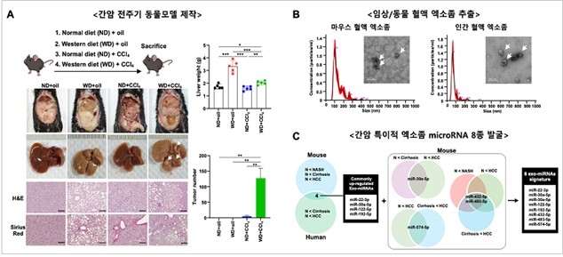 간암 전주기 동물모델 ⓒ한국생명공학연구원 제공