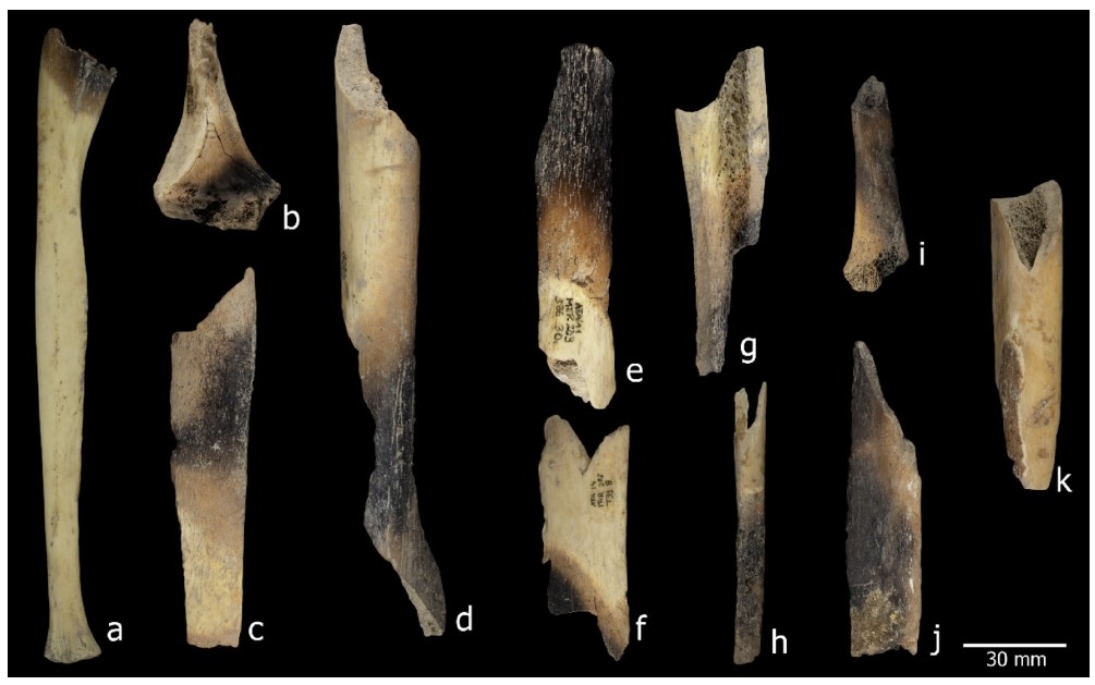 불에 굽거나 조리하면서 생긴 것으로 보이는 뼈의 색 변화 ⓒScientific Reports, Gerard Campeny et al.제공.