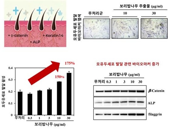 보리밥나무 추출물 투여 세포 실험 ⓒ국립산림과학원 제공