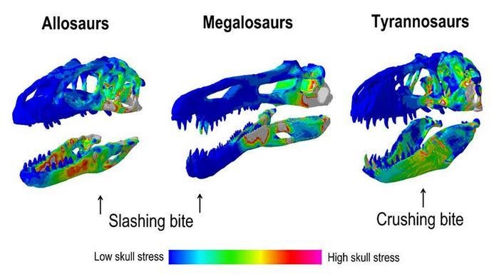 거대 육식공룡이 물 때 두개골에 가해지는 힘 비교 Dinosaur bite illustrations. ⓒRowe and Rayfield, Current Biology 제공