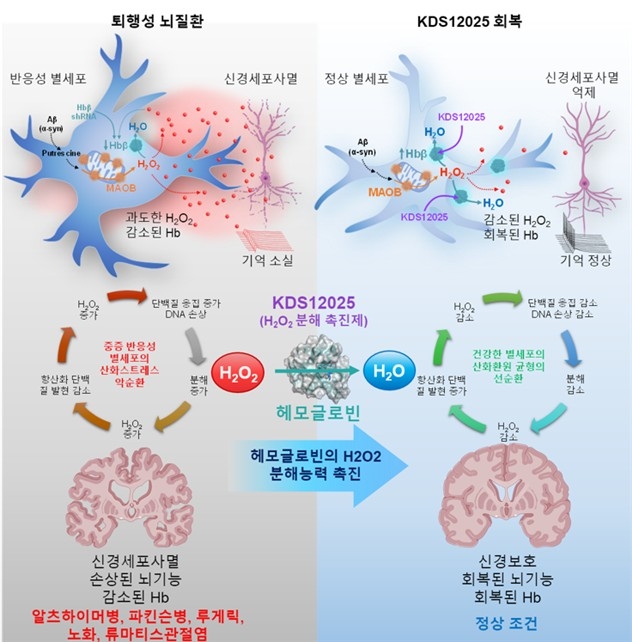헤모글로빈의 활성산소 분해 역할 ⓒIBS 제공