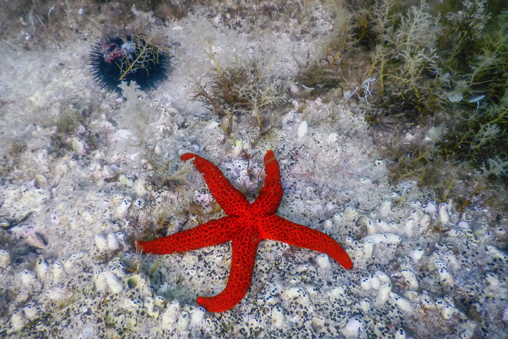 거미불가사리(brittlestar)는 모든 해저 환경에서 폭넓게 분포하여 좋은 표본이 된다. Ⓒ Getty Images