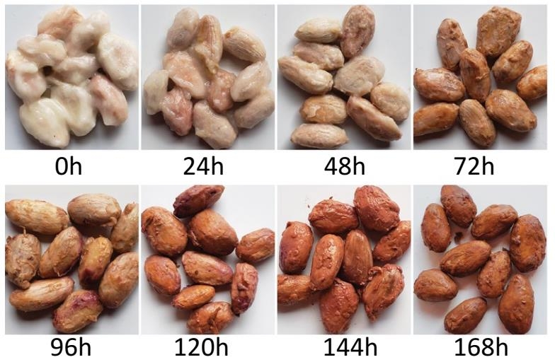 수확 후 7일간 발효 과정 중 카카오 콩의 변화 ⓒNature Microbiology, David E. Salt et al. 제공