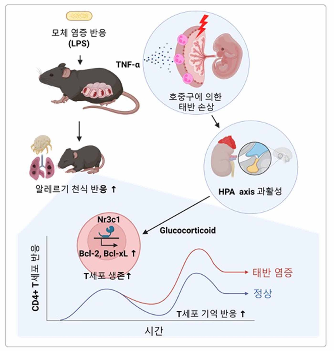 임신 중 엄마의 염증이 아이 알레르기 반응 일으키는 기전 모식도 ⓒKAIST 제공