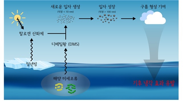 북극 해양 미세조류에서 시작되는 자연적 기후 냉각 메커니즘 ⓒ극지연구소