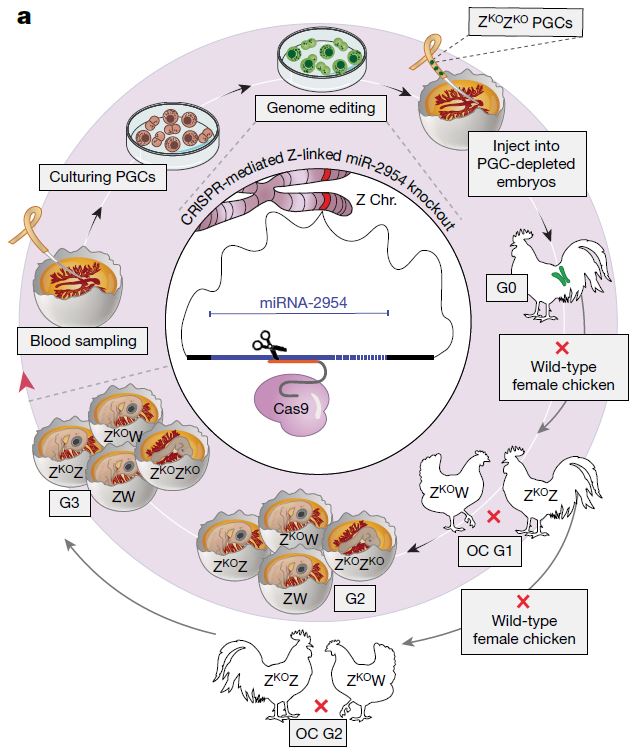 miR-2954를 CRISPR-Cas9으로 제거한 결과 수컷 닭 배아는 정상적으로 발달하지 못했다. ⒸNature