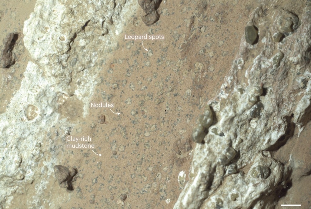 고대 화성의 특이한 지구화학적 활동 증거 화성의 고대 이암(mudstone)을 확대한 사진. 붉은-갈색 부분은 산화철 점도 광물이며 그 속에 박혀 있는 녹청색 결절(nodules)은 산소가 부족한 환경에서 형성된 철 인산염 광물이다. 표범 무늬(leopard spots) 부분은 철 인산염과 함께 철 황화물이 함께 들어 있는 곳이다. 연구팀은 이는 퇴적암 속에 산화된 영역과 환원된 영역이 공존한다는 증거라며 이는 고대 화성에서 미생물 활동 또는 비 생물학적 화학 반응 가능성을 모두 시사한다고 밝혔다. 축척은 2㎜. ⓒ[Nature/News & Views/ Janice Bishop et al. 제공