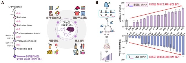 바이올라세인 생합성 실험 ⓒ KAIST 제공