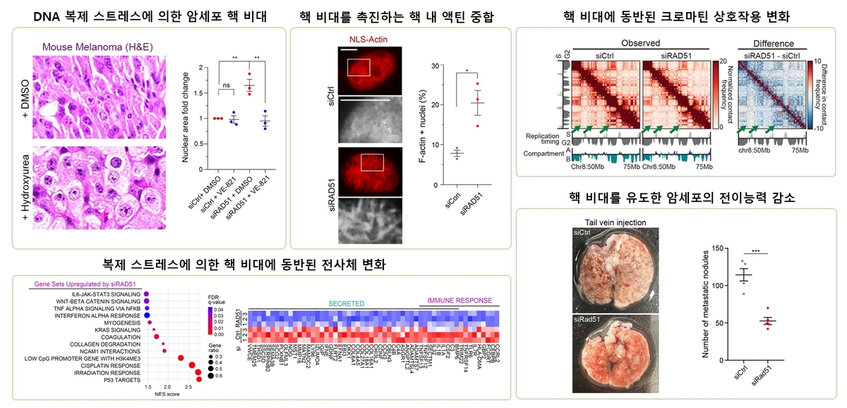 암세포 핵 비대화 이유 규명 ⓒ KAIST 제공