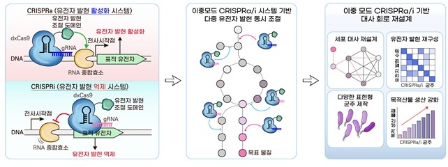 이중모드 크리스퍼 유전자 가위 모식도 ⓒ KAIST 제공