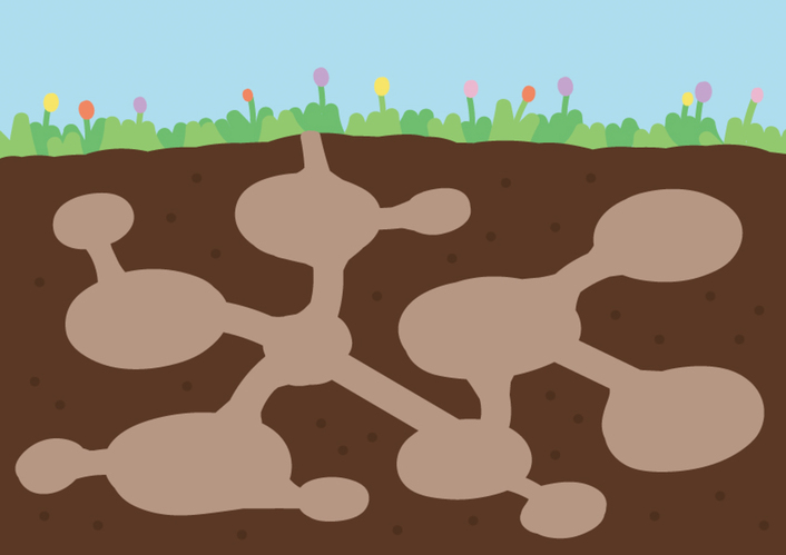 개미들은 공간 구조를 바꾸어 전염병의 전파를 막는 ‘건축 면역’ 효과를 보여주었다. Ⓒ Science