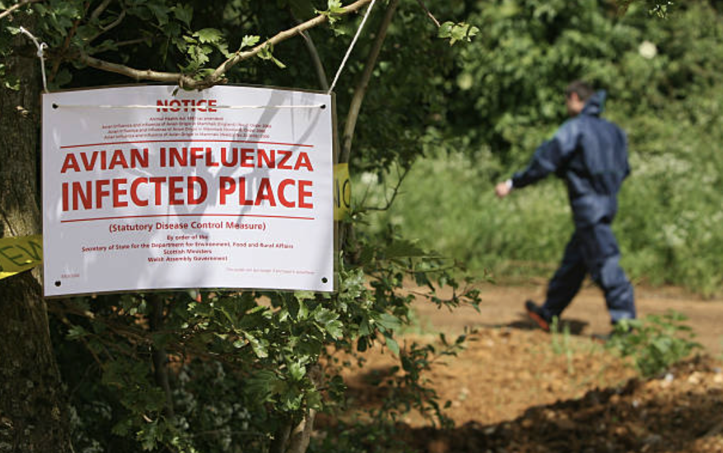 돼지에서 조류 인플루엔자와 인간 인플루엔자가 동시 감염되면 새로운 팬데믹 변종이 탄생할 수 있다.© Getty Images