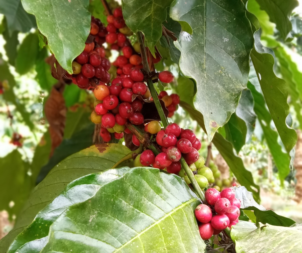 로부스타(Robusta) 커피 열매. 인도 카르나타카 지역에 있는 한 커피 농장의 잘 익은 로부스타(Robusta) 커피 열매. ⓒ Ramit Mitra 제공