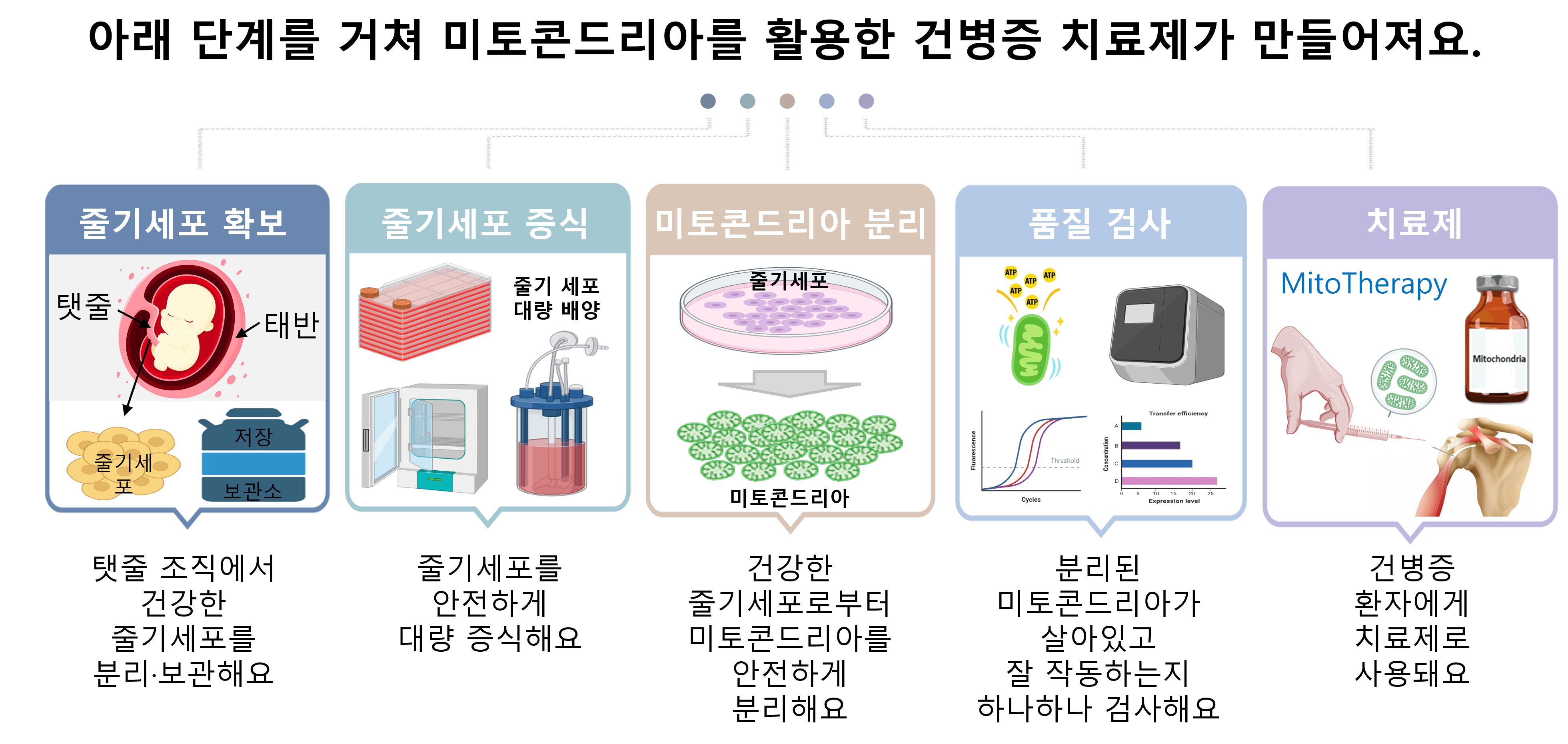 그림 2. 줄기세포에서 얻은 건강한 미토콘드리아를 이용해 치료제를 만드는 과정