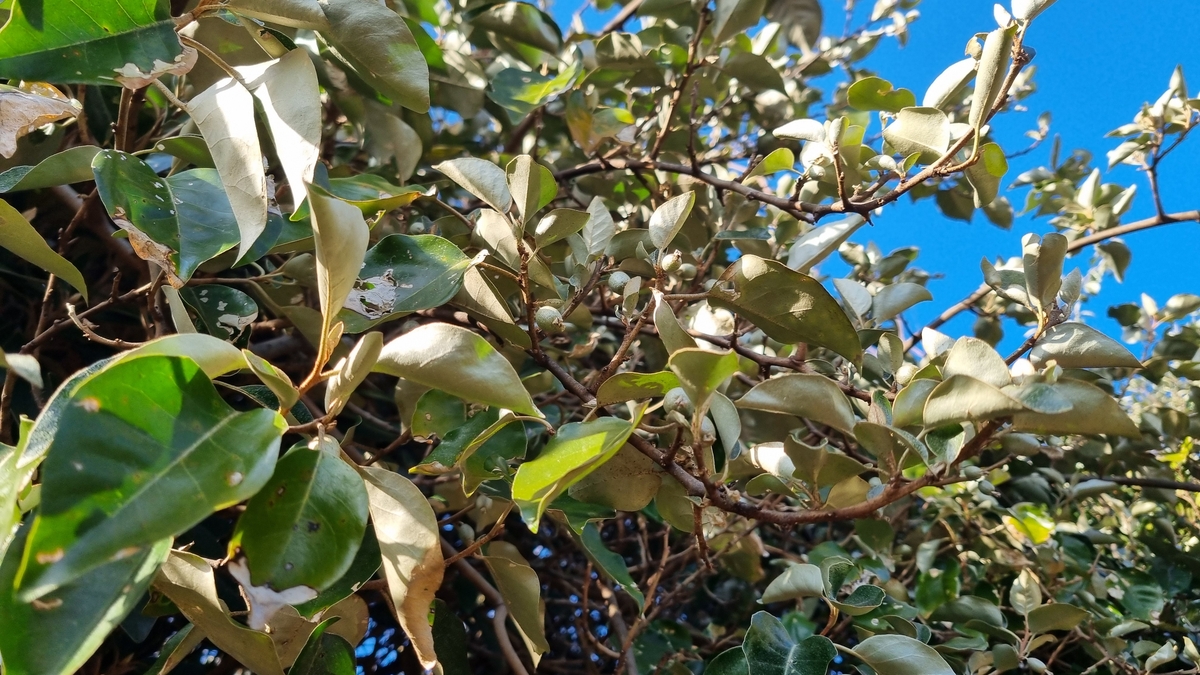 보리밥나무 ⓒ 국립산림과학원 제공