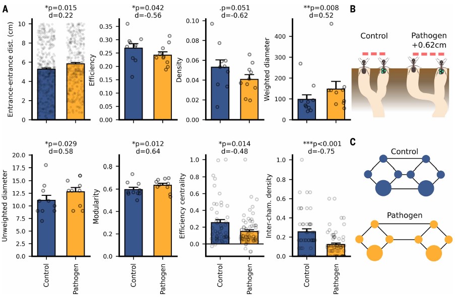 병원체에 감염된 개미들의 둥지는 출입구 사이의 거리가 멀어지고 연결 복잡도가 낮아지는 특징을 보였다. Ⓒ Science