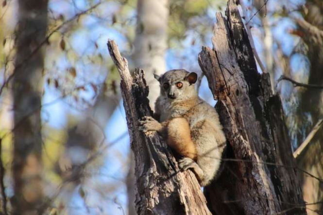 마다가스카르의 갈색여우원숭이(Eulemur)로, 약 500만 년 전 교잡을 통한 폭발적 종 분화를 경험한 세 속 중 하나다. Ⓒphys.org