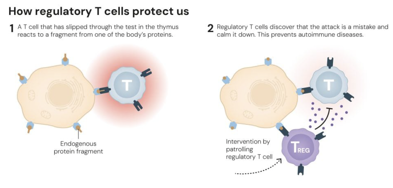 조절 T세포가 우리 몸을 보호하는 방법 © The Nobel Committee for Physiology or Medicine. Ill. MattiasKarlén