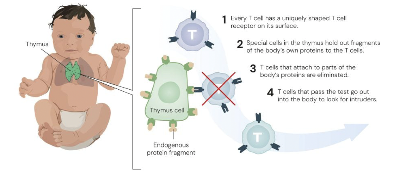 유해한 T 세포가 제거되는 방식 © The Nobel Committee for Physiology or Medicine. Ill. MattiasKarlén