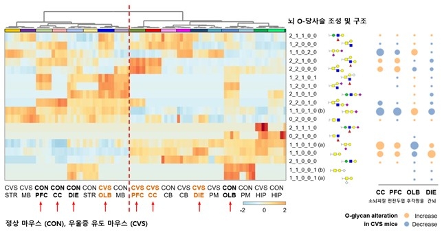 정상 쥐와 스트레스 쥐의 뇌 당쇄화 변화 ⓒ IBS 제공