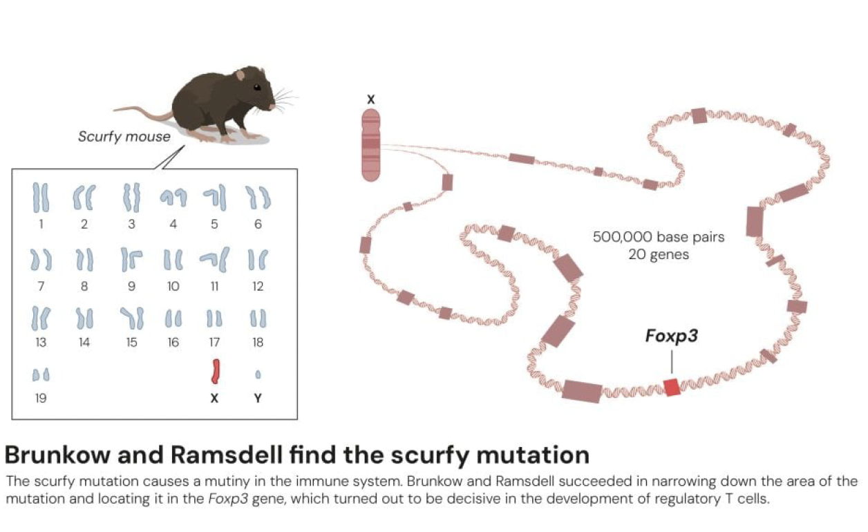 Brunkow와 Ramsdell의 집념은 스커피 생쥐를 발견해 냈다. © The Nobel Committee for Physiology orMedicine. Ill. Mattias Karlén