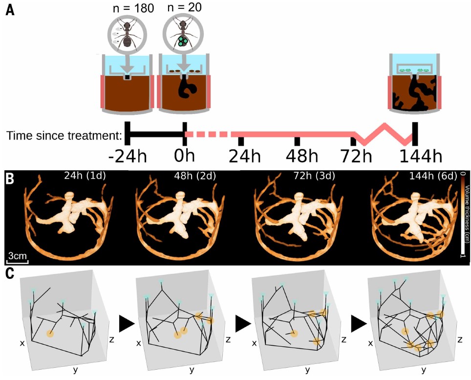 마이크로 CT를 사용하여 개미 둥지를 추적 관찰한 실험 설계. Ⓒ Science