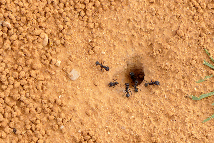 개미는 전염병이라는 위험 신호 앞에서 효율보다는 안전에 비중을 둔 둥지를 설계한다. Ⓒ Science
