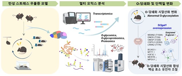 우울증 모델에서 뇌 당쇄화 변화 연구 ⓒ IBS 제공