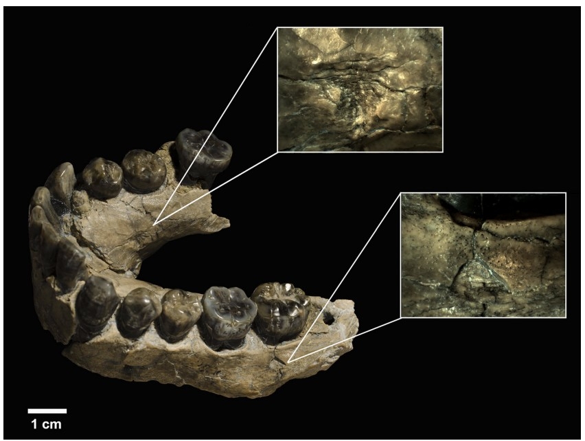 표범 이빨 자국이 남아 있는 호모 하빌리스 화석(OH 7) 아래턱뼈 ⓒ Annals of the New York Academy of Sciences, Manuel Domínguez-Rodrigo et al. 제공
