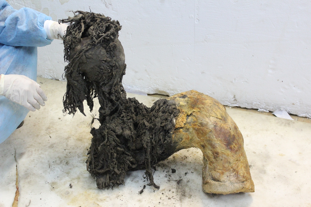 3만9천년 전 살았던 어린 털매머드 '유카'(Yuka)의 다리 러시아 시베리아 북동부 영구동토층에서 발견된 3만9천년 전 어린 털매머드 유카(Yuka)의 한쪽 다리. 연구팀은 보존 상태가 매우 좋은 다리 아랫부분의 피부를 제거한 후 고대 RNA 분자를 채취해 분석했다. ⓒ Valeri Plotnikov 제공