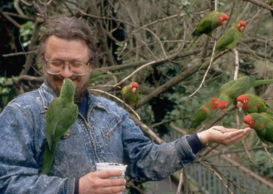 LA의 야생 앵무새들은 우연한 탈출로 시작되었지만, 이제는 도시 생태학, 진화생물학, 보존생물학의 교차점에 서 있는 중요한 연구 대상이다. ⓒ Getty images