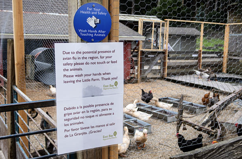 인플루엔자 바이러스는 RNA 바이러스로 돌연변이율이 높으며, 감염이 반복될수록 인간 적응형 변이를 획득할 가능성이 커진다. © Getty Images