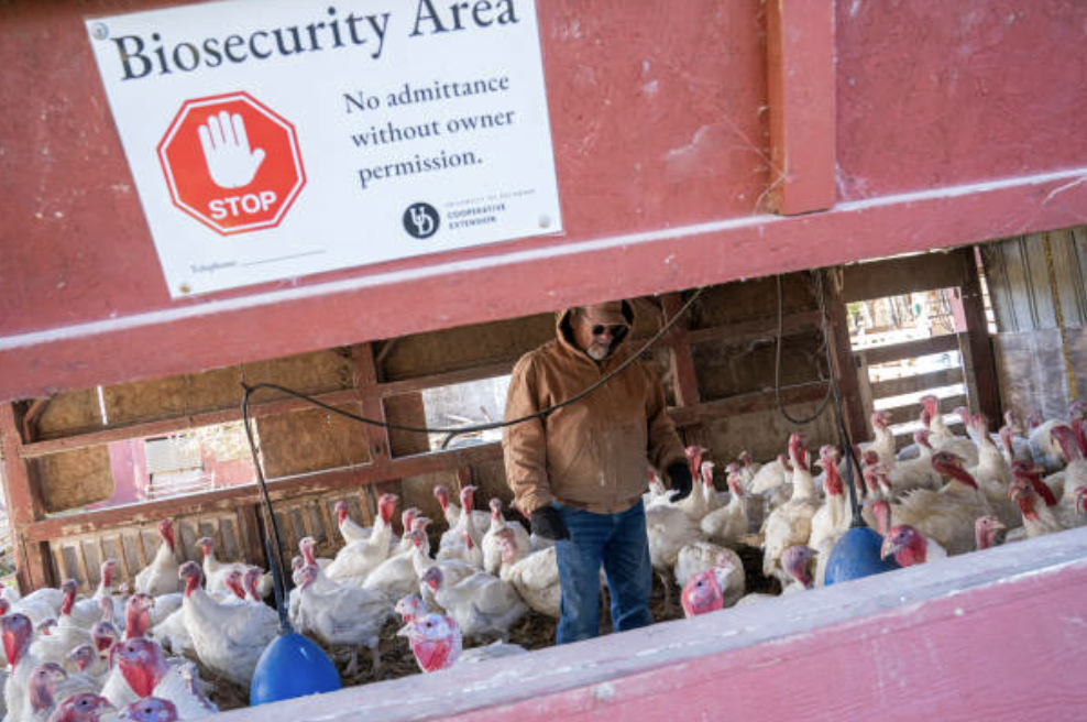 살처분과 같은 강력한 방역 조치는 단기적으로 식량 가격 상승과 경제적 손실을 초래하지만, 장기적으로는 더 큰 발생과 잠재적 인간 팬데믹을 예방하기 위한 필수적 투자인 셈이다. © Getty Images
