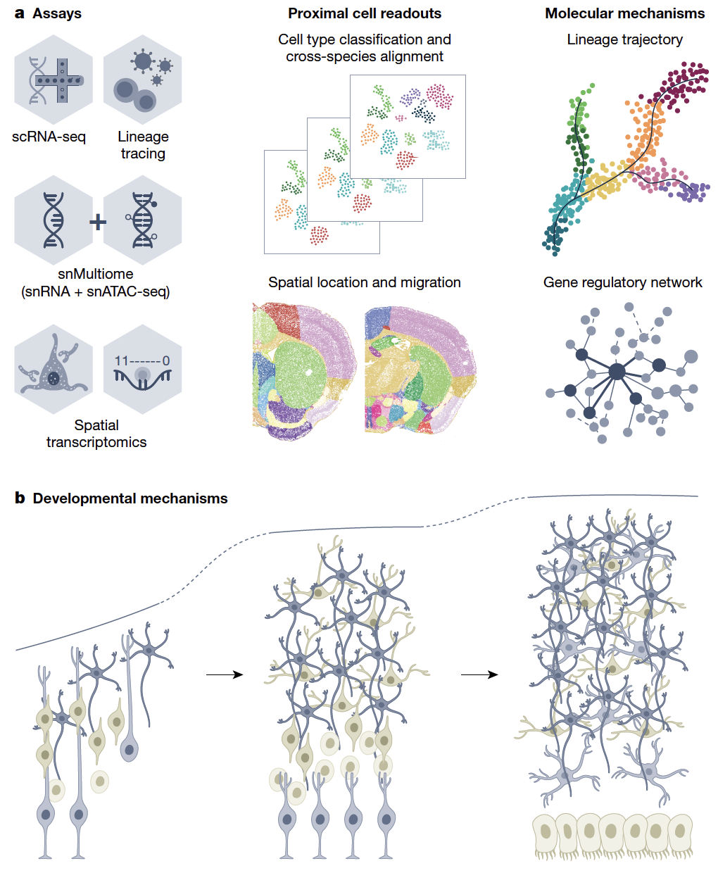 뇌지도는 가까운 미래에 수백만 명의 삶의 질을 개선할 수 있는 치료법으로 연구를 전환하는 데 도움을 줄 것으로 전망된다. ⓒ Nowakowski et al. 2025