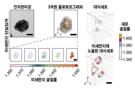 미세먼지에 노출된 대식세포 확인 ⓒ 한국기초과학지원연구원 제공
