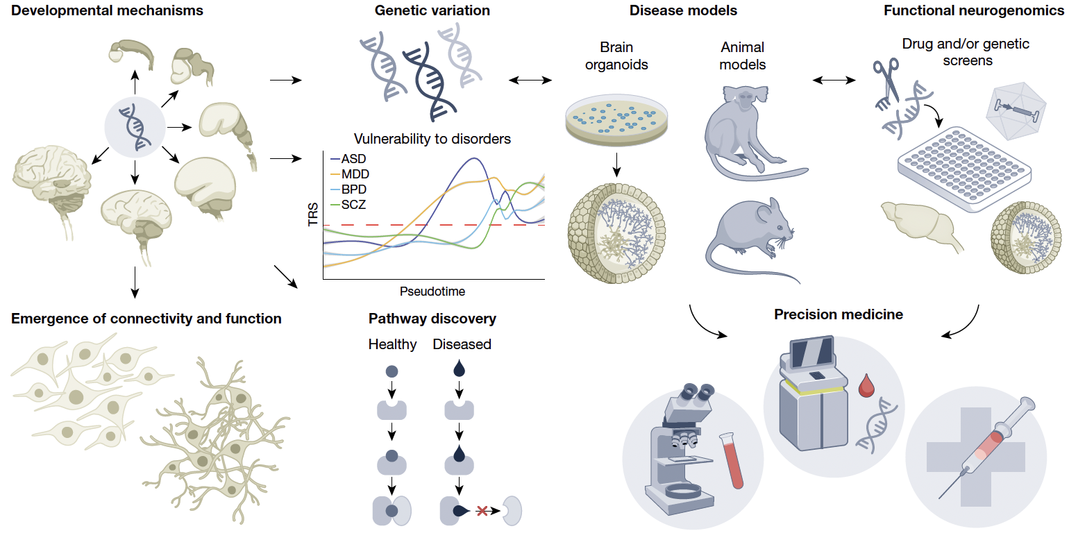 뇌 지도가 완성되면, 그것은 단지 과학적 호기심을 충족시키는 것을 넘어 실질적인 의학적 혁명을 가져올 것이다. ⓒ Nowakowski et al. 2025