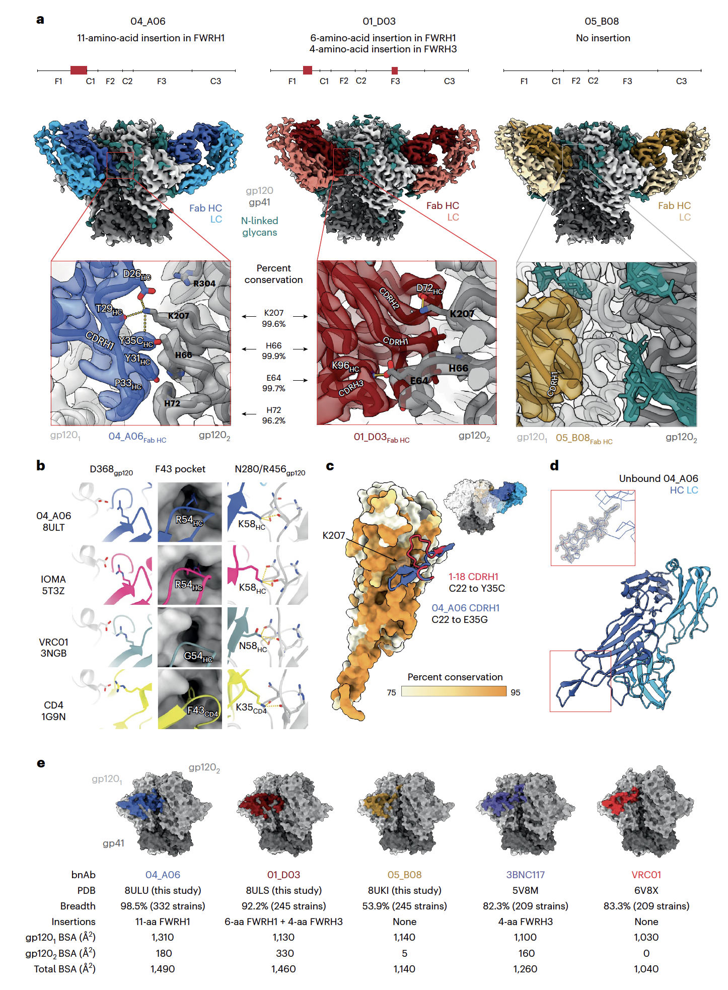 연구팀은 04_A06의 heavy chain에 11개 아미노산의 초장쇄 삽입(FWRH1 insertion) 발견했는데, 이 삽입부가 인접 gp120 protomer의 고도로 보존된 잔기(K207 99.6%, H66 99.9%, H72 96.2%)와 상호작용 한다. 특히, 다른 항체들(01_D03, 05_B08)과 비교 시 가장 넓은 표면적을 보이는 데, 이 구조가 N279K, A281T 같은 전형적 CD4bs 탈출 돌연변이를 극복하는 메커니즘 제공하는것으로 여겨진다. ⓒ Gieselmann et al. 2025