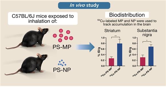 미세플라스틱과 나노플라스틱의 뇌 축적량 비교 ⓒ 원자력의학원 제공