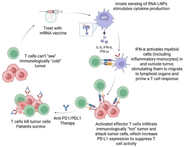 백신에 있는 mRNA가 면역 사이렌으로 작동하고, 면역항암제는 활성화된 면역세포가 끝까지 암세포와 싸울 수 있도록 브레이크를 풀어주어 서로 시너지를 낸다. Ⓒ Nature